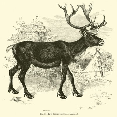 驯鹿，Cervus tarandus 作者 英语学校