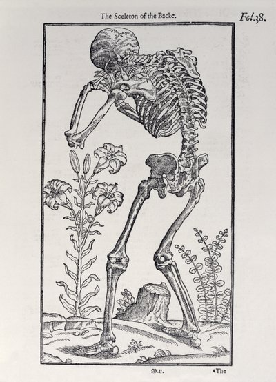 背景的Sceleton，由约翰·班尼斯特（1540-1610）出版的“人类历史”版，1578年 作者 英语学校