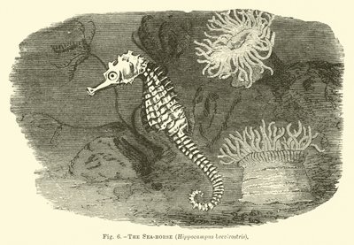 海马，Hippocampus brevirostris 作者 英语学校