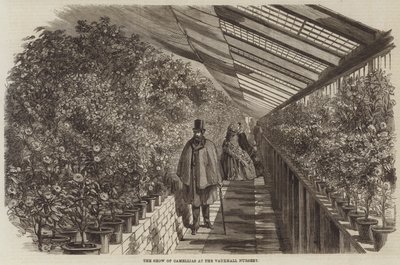 沃克斯豪尔苗圃的山茶花展（雕刻）。 作者 英语学校