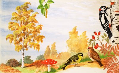 白桦树和您可能在其周围找到的动植物 作者 英语学校