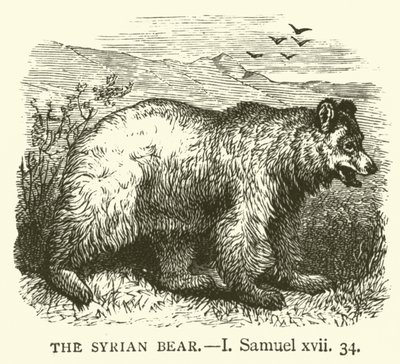 叙利亚的熊，I，塞缪尔，xvii，34（雕刻）。 作者 英语学校