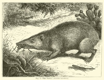 Tanrec，Centetes ecaudatus 作者 英语学校