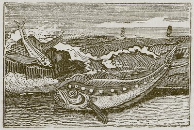 桑尼和海豚（雕刻） 作者 英语学校