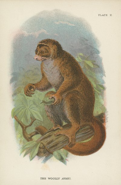 Woolly Avahi 作者 英语学校