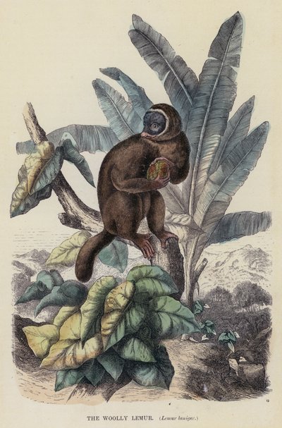 狐猴，Lemur laniger（彩色雕刻）。 作者 英语学校