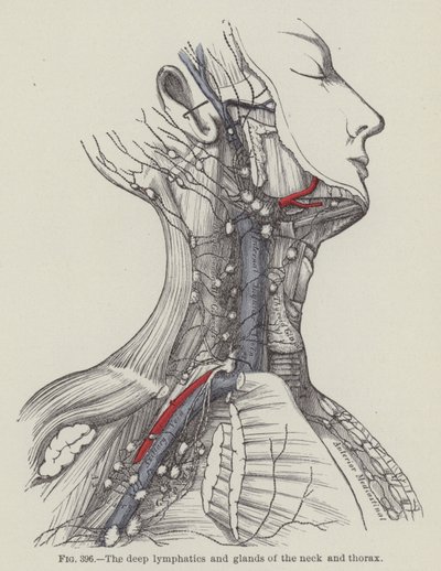 颈部和胸部的深层淋巴管和腺体（雕刻）。 作者 英语学校