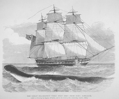 1848年从代达罗斯号上首次看到的大海蛇，约1848年（雕刻）。 作者 英语学校