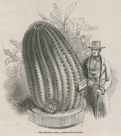 妖怪仙人掌（Echinocactus stainesh）在皇家庭院，Kew，伦敦 作者 英语学校