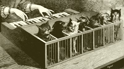 猫的钢琴 作者 英语学校