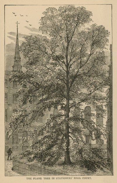 在Stationers Hall Court的飞机树 作者 英语学校