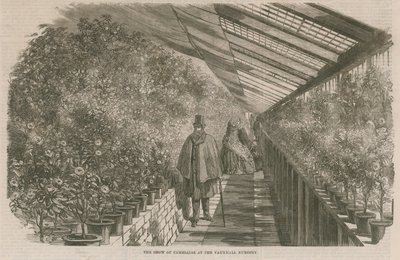 在沃克斯豪尔苗圃的茶花秀 作者 英语学校