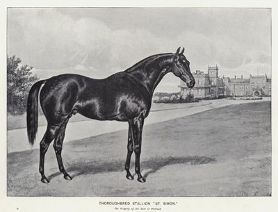 Thoroughbred Stallion "St Simon" (litho) 作者 英语学校