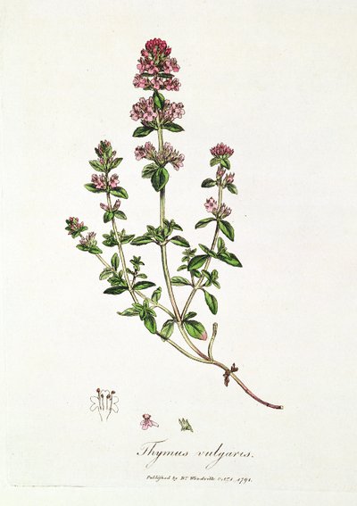 百里香，Thymeus vulgaris，伍德维尔博士出版 作者 英语学校