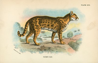 虎猫 作者 英语学校