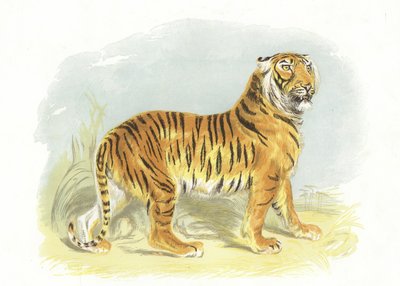 虎 作者 英语学校