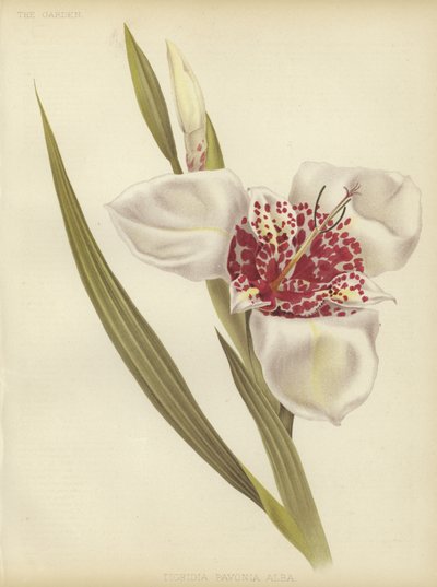 Tigridiaalbăpavonia 作者 英语学校