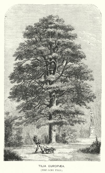 Tilia Europaea, The Lime Tree (engraving) 作者 英语学校