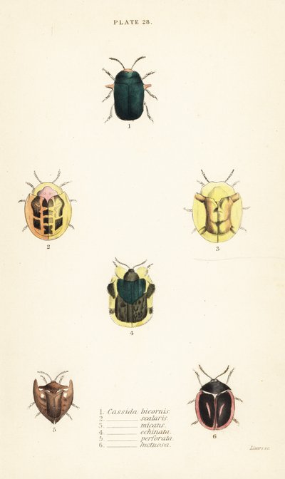 龟甲虫：Omocerus bicornis 1, Cassida scalaris 2, Cassida micans 3, Cassida echinata 4, Cassida perforata 5, and Cassida luctuosa 6 作者 英语学校