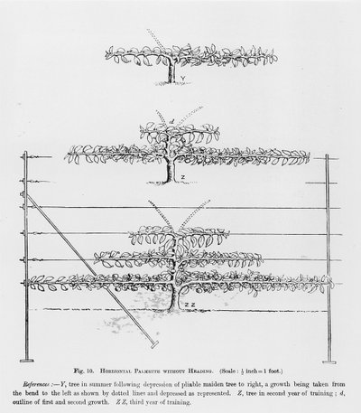 培育年轻果树，来自John Wright的“水果种植者指南”，发表于1987-1905 作者 英语学校
