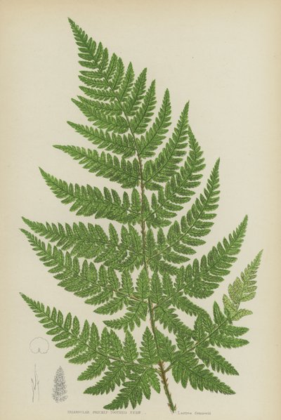 三角刺足蕨（彩色石版画） 作者 英语学校
