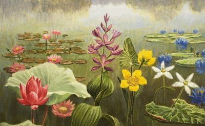 热带水生植物 作者 英语学校