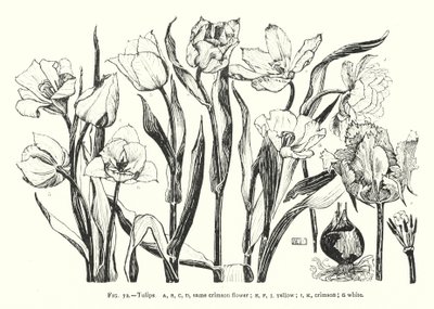 郁金香；同一种深红色的花；黄色；深红色；白色（雕刻）。 作者 英语学校