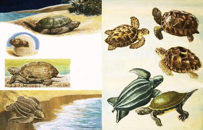海龟 作者 英语学校