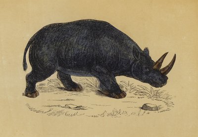 双角犀牛（彩色石版画） 作者 英语学校