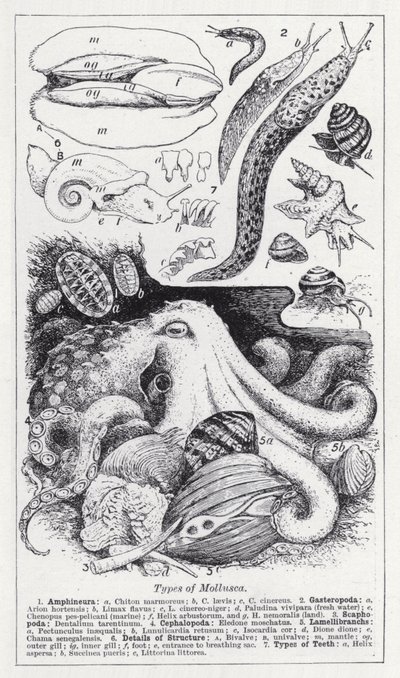软体动物的种类 (litho) 作者 英语学校