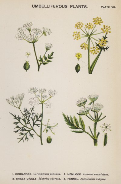伞形花序植物（彩色石版画） 作者 英语学校