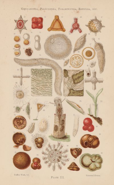 显微镜下有孔虫、轮虫等（彩色石版画） 作者 英语学校