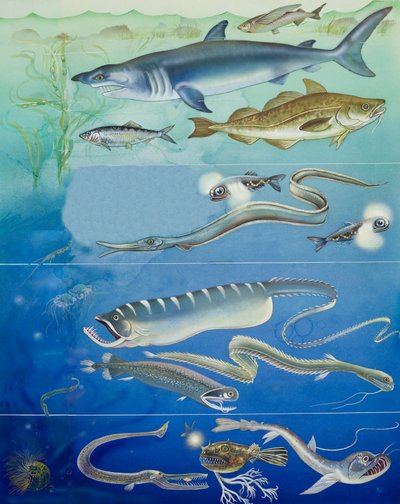 水下生物蒙太奇（水粉纸） 作者 英语学校