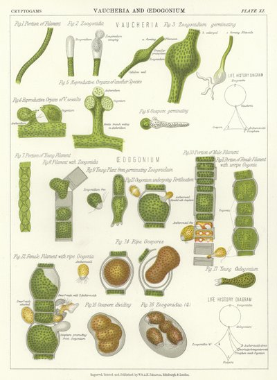 Vaucheria和Oedogonium 作者 英语学校