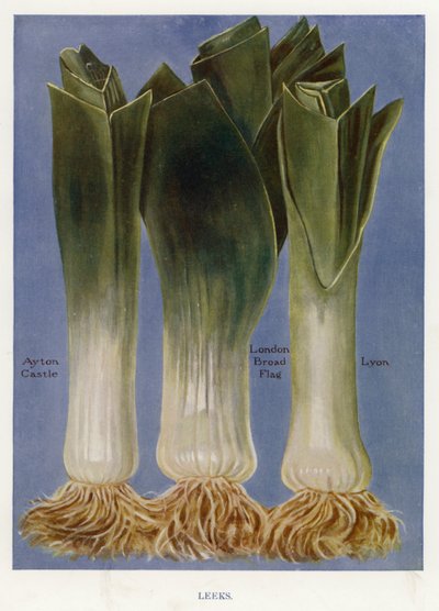 蔬菜种植者指南。韭菜(彩色平印) 作者 英语学校