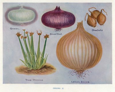 蔬菜种植者指南。洋葱（彩色平印 作者 英语学校