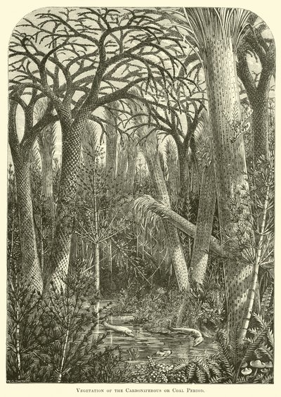 石炭系或煤时期的植被 作者 英语学校