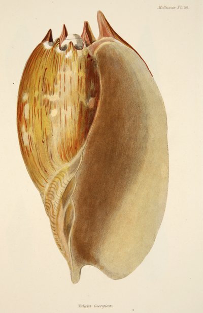 Veluta Georgina，来自The Mollusca和Radiata，酒吧。 1833年（手工彩色雕刻） 作者 英语学校