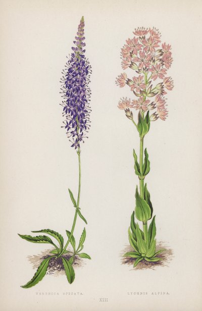 Veronica Spicata; Lychnis Alpina (color litho) 作者 英语学校
