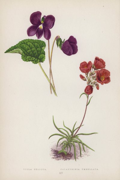 Viola Obliqua；Calandrinia Umbellata（彩色石版画） 作者 英语学校
