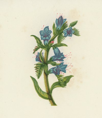 毒蛇草，Echium Vulgare（彩色石版画） 作者 英语学校
