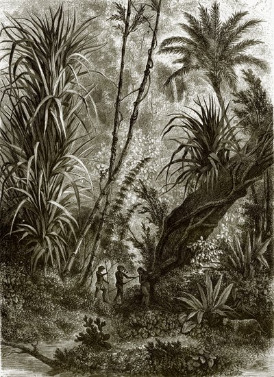 Kar-Nikobar（印度洋）的原始森林 作者 英语学校