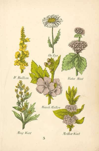 W Mullien、牛眼、水薄荷、沼泽锦葵、麦芽汁、麦芽母亲（彩色石版画） 作者 英语学校