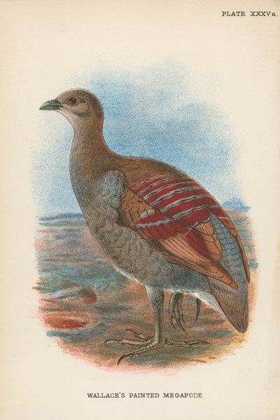 华莱士的彩绘Megapode 作者 英语学校