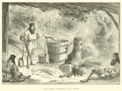 Wallachians蒸馏梅子白兰地 作者 英语学校