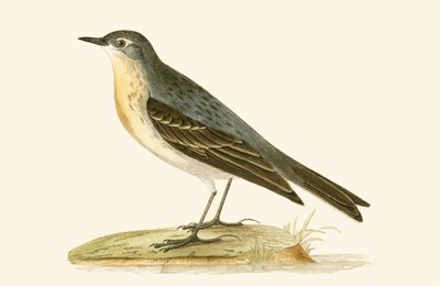 Water Pipit，来自&39;不列颠群岛未观察到的欧洲鸟类历史&39;的插图作者：Charles Robert Bree（1811-86），1867年出版 作者 英语学校