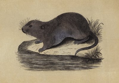 水老鼠（彩色平版画 作者 英语学校