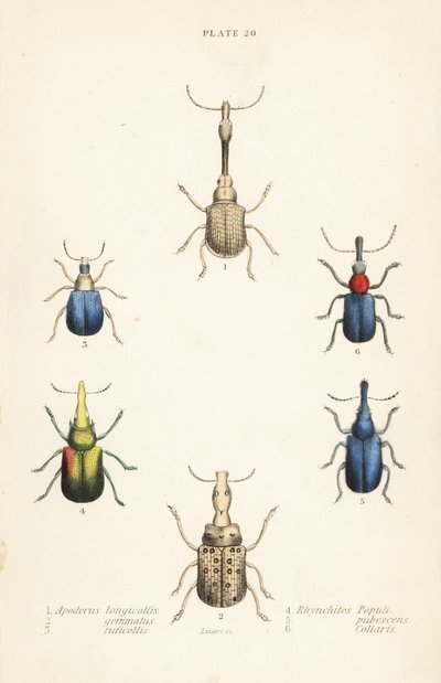 象鼻虫： Attelabus longicollis 1, Attelabus gemmatus 2, 3 Attelabus Grebe, Byctiscus 4, Rhycnhites pubescent 5 和 6 Rhynchites 项圈！ 作者 英语学校