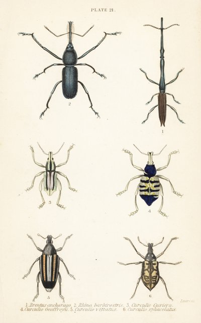 象鼻虫：Brentus ancharago 1、Rhina barbirostris 2、Curculio cuviera 3、Eupholus geoffroyi 4、Larinus ursus 5 和 Curculio sphacelatus 6 作者 英语学校