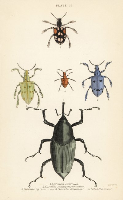 象鼻虫和甲虫。Curculio latreillii 1, Curculio sexdecempunctatus 2, Trichaptus mutillarius 3, Pissodes castaneus 4 and Calandra heros 5 作者 英语学校